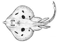 Leucoraja melitensis_01.jpg